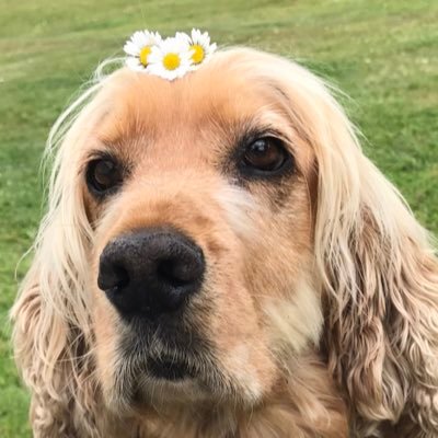 11 yr old Cocker Spaniel living her best life on Ireland’s West Coast 🐾💕🇮🇪