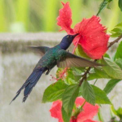 Nature photography from Brazil. Mainly birds.
Photos are mine, except RT.