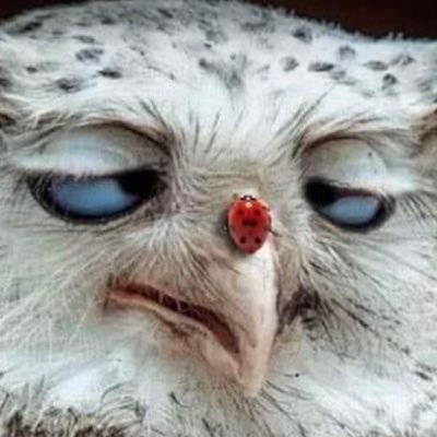 LordMongrove's profile picture. Grumpy fucker from Newcastle-under-Lyme.