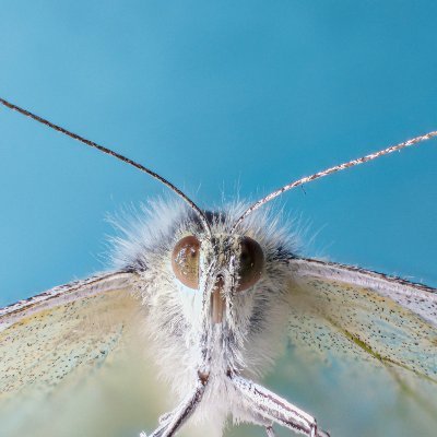 We study how butterfly brains process gustatory and olfactory cues and how this information is modified through development processes and experience. // @wur 🦋