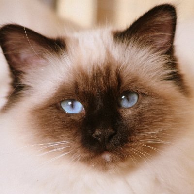 りおぽん＠酔象庵主人 (@pontamaru_1028) / X