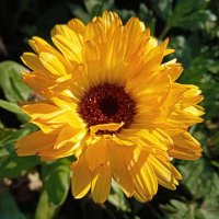 Gill Heavens (@gillheavens) 's Twitter Profile