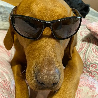 Schnemel13's profile picture. 