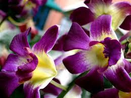 nehaishu89's profile picture. i am sweet, simple natured honest girl..