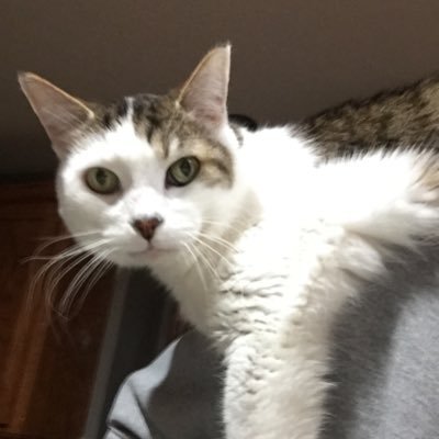 HoustiniTheGoat's profile picture. 