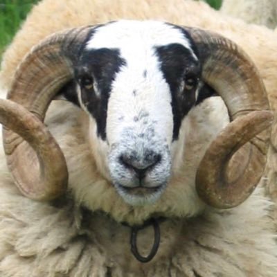 baerdeles's profile picture. En-avant toujours, repos ailleurs