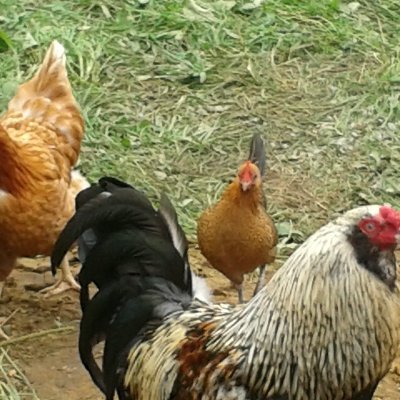 couple du lac st-jean cherche une deuxièmes poules pour vivre en trio en trouple :)