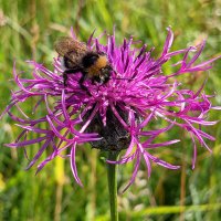 Guildford Seed Bank(@GlfdSeedBank) 's Twitter Profile Photo