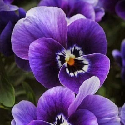 DawoodJahola's profile picture. 