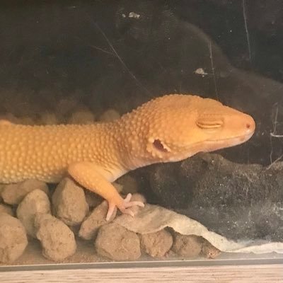 台灣人/Taiwanese,Poor English,日文苦手
Google translation OK.
近期沉迷ポケモンリーグチャンピオン、SpyFamily、AOT
大好き wtr x srn！（基本無雷CP）
