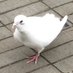 だーはら (@226success) Twitter profile photo だーはら (@226success) Twitter profile photo