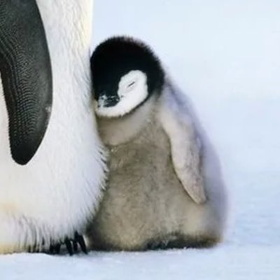 nice98765432101's profile picture. Live in Antarctica and want to go to the North Pole