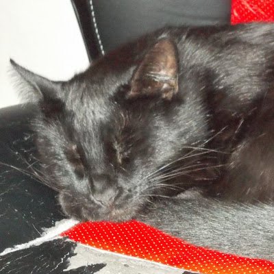 fehlercode_404's profile picture. 