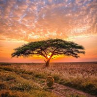 CryptoLion (@cryptoelion) 's Twitter Profile