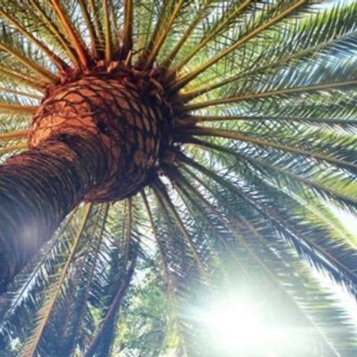 PalmTreeParadiz's profile picture. The trees sing to me…