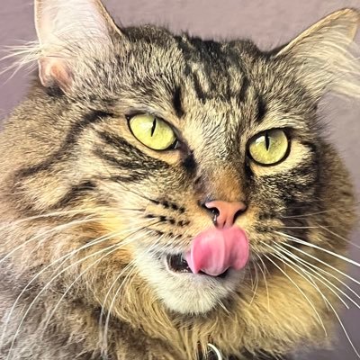 smoochiecat Profile Picture