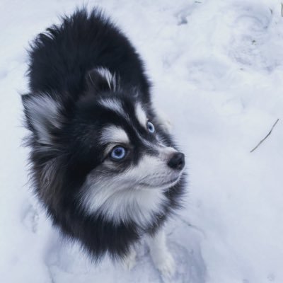 Pomsky Ruri and Maruko, Muni in Slovakia. ポンスキーのるりと保護猫のむに、チワポメの丸子だよ🐶主にママのデレデレ日記