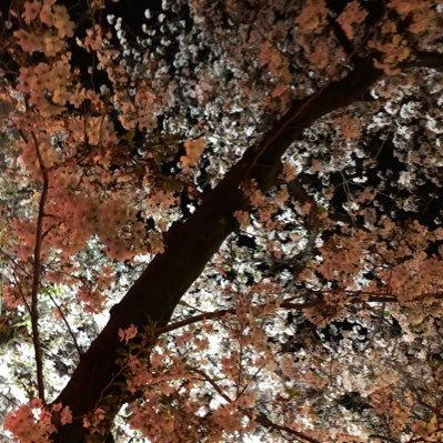 khfrchh's profile picture. 