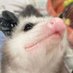 Possum (@oneirishweeb) Twitter profile photo Possum (@oneirishweeb) Twitter profile photo