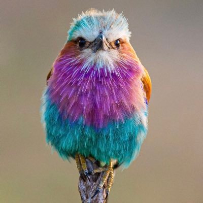 nerida_kelton's profile picture. 