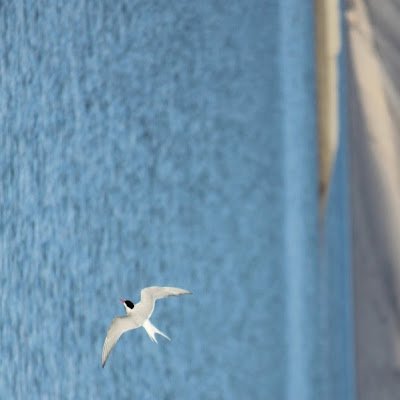 向かい風の方が高く翔べる