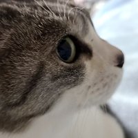 のん☆ツムLOVE☆アイナナありがとう♥ (@amnoscat27) 's Twitter Profile