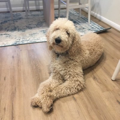 CharlieBoomer11's profile picture. 