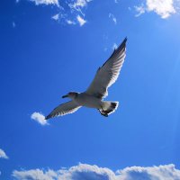 Shoya (@shoyan_ss) Twitter profile photo