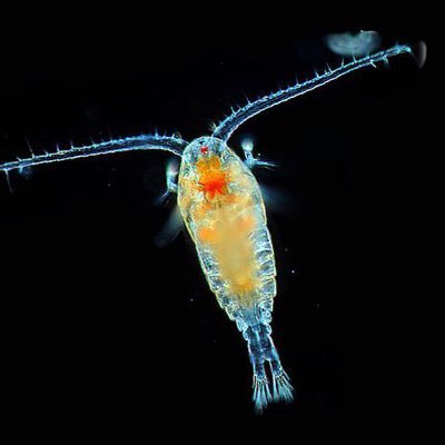 Plankton_Coiner