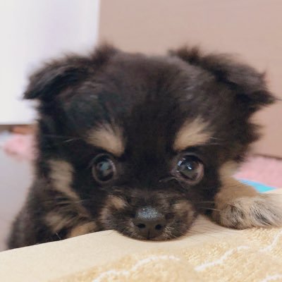 すずりの成長記録🐶Instagramには限定写真もあるから覗いてみてね🐾https://t.co/1LrfMc3Iug 【YouTubeには日常を投稿中↓】