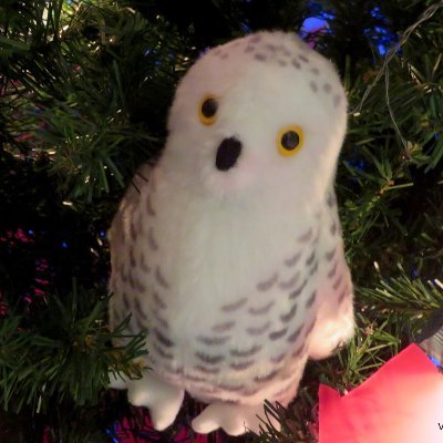 LucyOwl's profile picture. I love disco.