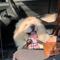 LEO (@leothechowchow) 's Twitter Profile