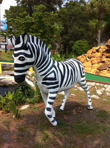 safarizebra's profile picture. Zebra from Safari Golf the best value mini-golf course in Myrtle Beach! Follow me for offers, and general banter from my jungle home (Hwy 17, 19th South).