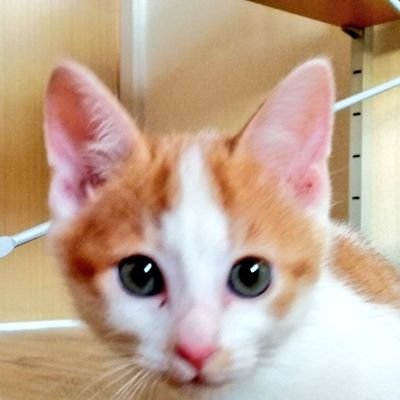mari09291's profile picture. 猫ツイ多めの日常つぶやき。舞台・歴史・史跡巡り大好き。松平容保公にぞっこん。戦国は伊達家が一推し。東北は心のふるさと。猫飼い始めました。同じ趣味の方、無言フォロー失礼します。