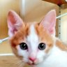 mari09291's profile picture. 猫ツイ多めの日常つぶやき。舞台・歴史・史跡巡り大好き。松平容保公にぞっこん。戦国は伊達家が一推し。東北は心のふるさと。猫飼い始めました。同じ趣味の方、無言フォロー失礼します。