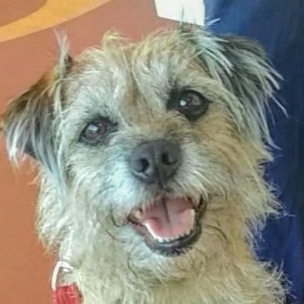 I'm Woody, a 77-dog-yr-old Border Terrier. I have a 7-yr-old sisfur Bonnie. I love my family & eat everything except worming tablets
