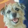 BTWoody's profile picture. I'm Woody, an 84-dog-yr-old Border Terrier. I have an 8-yr-old sisfur Bonnie. I love my family & eat everything except worming tablets. Same handle on BlueSky