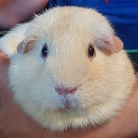 leejeffrey 🀄️ (@jeffrey200140) 's Twitter Profile