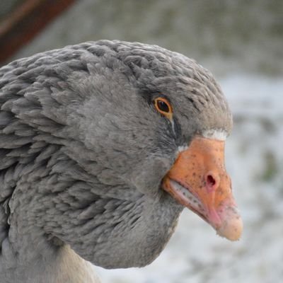 Cormery Profile