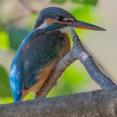 yoshiaki_privat's profile picture. 野鳥撮影にハマってる