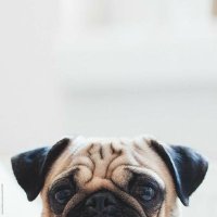 NUNAW ʕ•ᴥ•ʔ (@pypawnun) 's Twitter Profile Photo NUNAW ʕ•ᴥ•ʔ (@pypawnun) 's Twitter Profile Photo