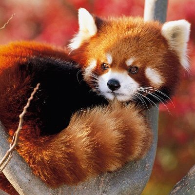 animallindord's profile picture. reposteamos animales lindos todos los días ;)