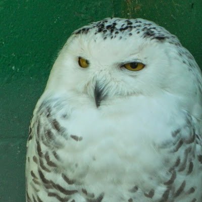 FlocktonGreg's profile picture. 