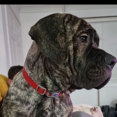 MullinDean's profile picture. Woof