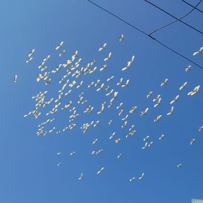 tk_rajagopalan's profile picture. 