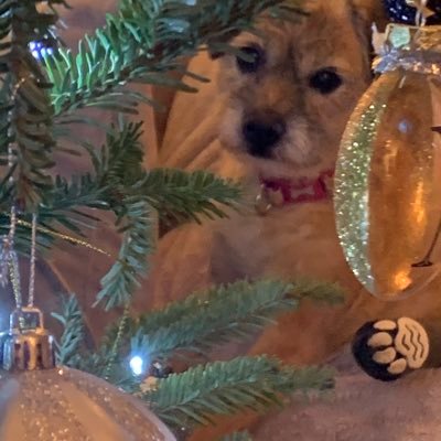 Lovely memories of our darling dog Stella 🌈🐶 March 2006 - April 2021 . She was a proud member of #BTPosse and is now watching over her successor @MissNancyBT