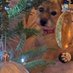 Remembering Miss Stella Border Terrier ๐พ (@stellatheborde1) Twitter profile photo Remembering Miss Stella Border Terrier ๐พ (@stellatheborde1) Twitter profile photo