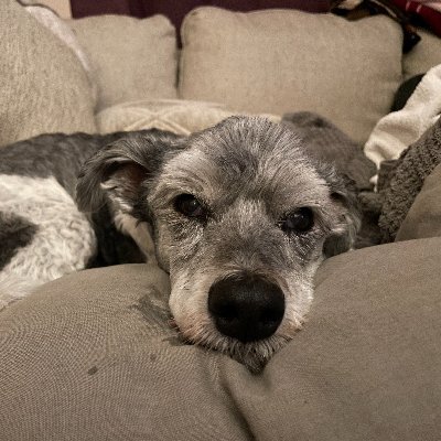 Talent Attraction aficionado. Lover of sunlight and water. Owner of the best dog in the world. AT&T employee. Tweets are my own.