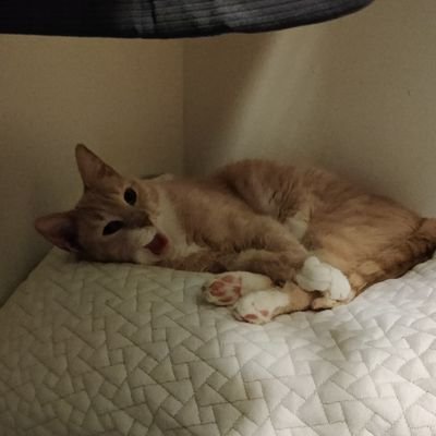 bussymancer's profile picture. itsa Morgan he/him
xoxo