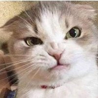 ShyDebTasTic (@debtic) Twitter profile photo